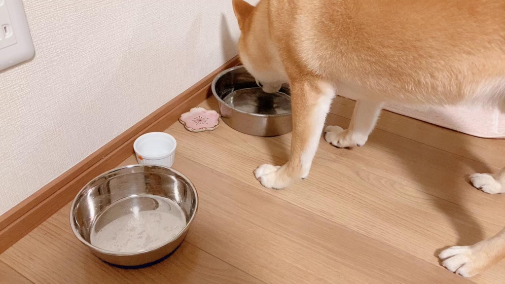 お水を飲むコマさん