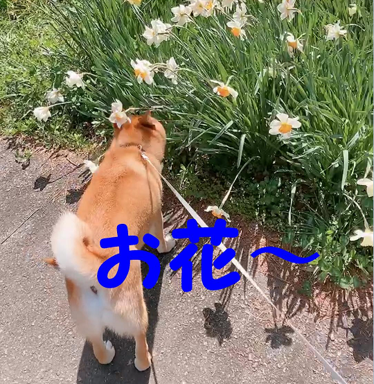 お花を見つけたコマさん。においを嗅いでます。